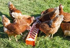 50 x 12 cm plastik civciv yemliği