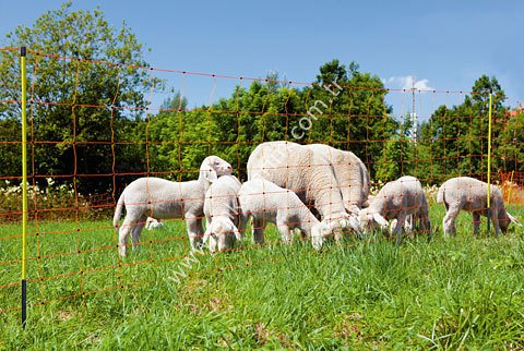 50 mt x 90 cm çit ağı