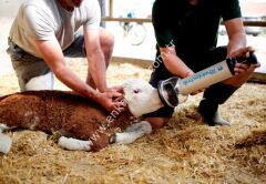 Buzağı solunum pompası, Rheintechnik, ithal