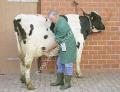 İnek için HK hamilelik testi