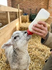 500 ml oğlak ve kuzu biberonu, yerli model