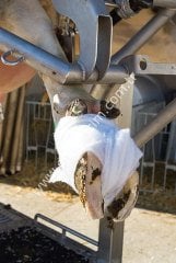 3 x 10 cm Rollino Rollwatte ayak bandajı, 8'li