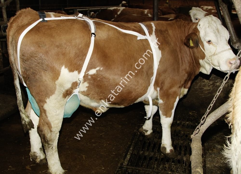 Meme koruma filesi, L