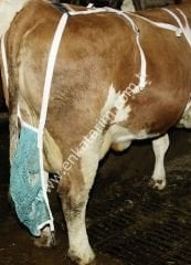 Meme koruma filesi, L