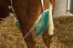 Meme koruma filesi, L