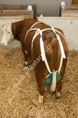 Meme koruma filesi, L