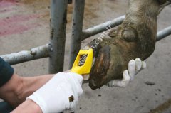 Walkease ayak bakım seti, M beden, tam başlangıç seti 10'lu