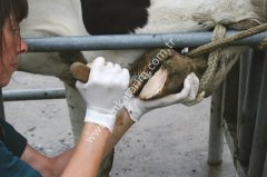 Walkease ayak bakım seti, M beden, tam başlangıç seti 10'lu