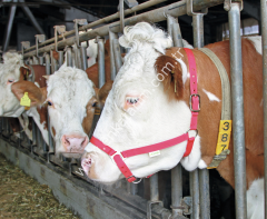 Kırmızı gösteri yuları