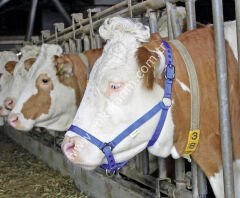 Mavi gösteri yuları