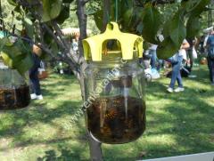 Kavanoz için sinek tuzağı