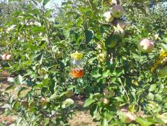 Kavanoz için sinek tuzağı