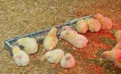 50 x 7 cm galvanizli civciv yemliği