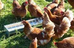 100 x 10 cm galvanizli tavuk yemliği