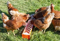 50 x 12 cm plastik tavuk yemliği