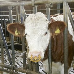 Orta boy, kayma önleyicili emmesavar