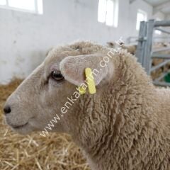 Twintag kulak küpesi, sarı, 51-100