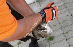 Dar, tek sol elle kullanmaya uygun tırnak bakım bıçağı, renet, Kerbl, profesyonel kullanım için